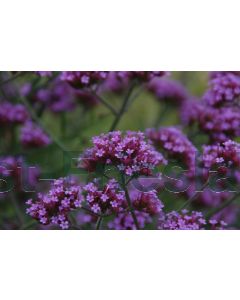 Verbena bon. 'Lollipop' C3