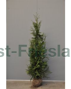 Thuja plicata 'Excelsa' 175-200 cm kluit