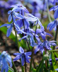 Scilla siberica 7/8 per 100