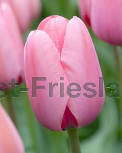 Tulipa Pink Impression 11/12 per 100