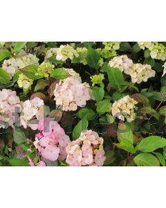 Hydrangea serr. 'Preziosa' 60-80 cm C20