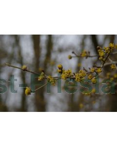 Cornus mas 60-100 cm kw 3-tak