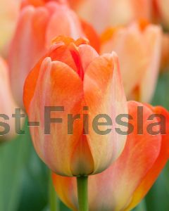 Tulipa Daydream 11/12 per 100