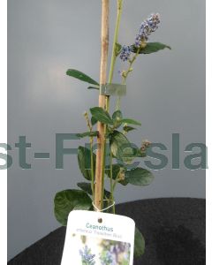 Ceanothus arboreus 'Trewithen Blue' 125-150 cm C2