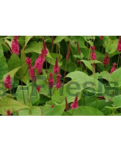 Persicaria ampl. 'Lisan' C1.5