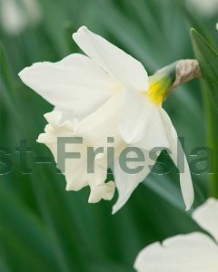 Narcissus Mount Hood 12/14 per 100