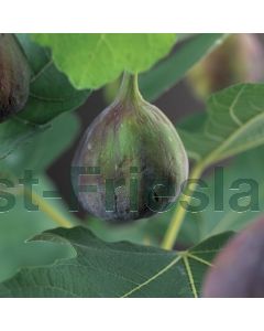 Ficus c. 'Brown Turkey' 75 cm C2