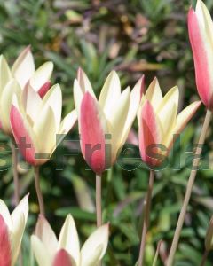 Tulipa clusiana Cynthia 6/+ per 100
