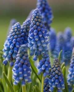 Muscari armeniacum 8/9 per 50