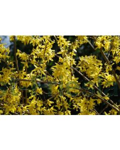 Forsythia int. 'Spectabilis' 40-60 cm kw 1-2 tak
