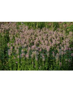 Stachys monieri 'Rosea' P9 / 24 per kist