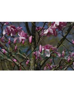 Magnolia 'Galaxy' 18/20 C110