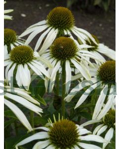 Echinacea purp. 'Alba' C2