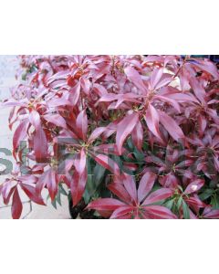 Pieris jap. 'Katsura'® 30-35 cm C3