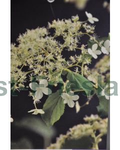 Hydrangea anomala 'Petiolaris' 175-200 cm C15