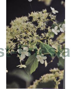 Hydrangea anomala 'Petiolaris' 200-225cm C15