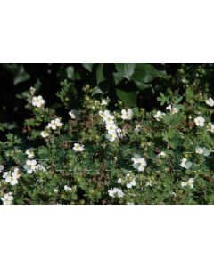 Potentilla f. 'Manchu' C3