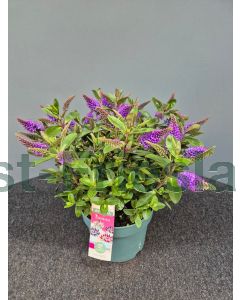 Hebe 'Donna Jullia' C2