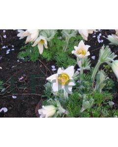 Pulsatilla vulg. 'Alba' C2