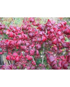 Euonymus alatus 'Compactus' 80-100 cm kluit