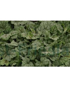 Heuchera 'Green Spice' P9 / 24 per kist