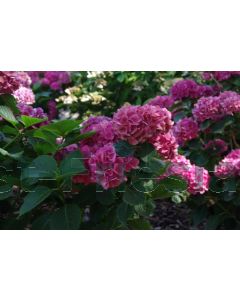 Hydrangea m. 'Schone Bautzerin' C2
