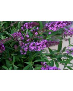 Buddleja dav. 'FP Dark Pink' C3