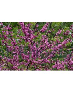 Cercis siliquastrum 200-250 cm C65 Meerstam