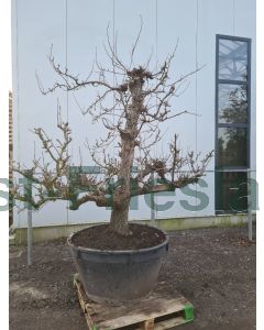 Pyrus c. 'Conference' 50/60 Container 600 liter Oude stam