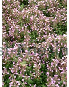 Teucrium lucidrys C2