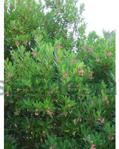 Arbutus unedo 75 cm C2