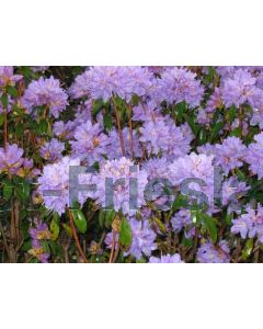 Rhododendron 'Blue Diamond' 25-30 cm C2