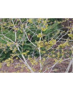 Hamamelis int. 'Westerstede' 175-200 cm C20