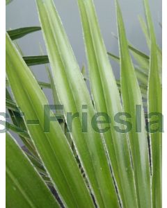 Chamaerops humilis 60-80 cm C5