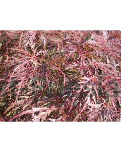 Acer pal. 'Dissect. Garnet' C350 Oude stam