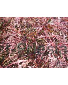 Acer pal. 'Dissect. Garnet' 60-80 cm C15