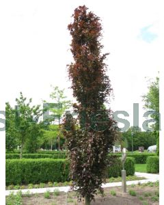Fagus syl. 'Rohan Obelisk' 8/10 C40 beveerd