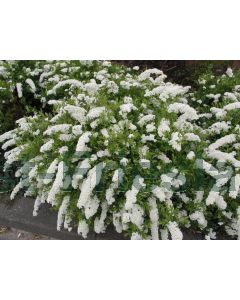 Spiraea arguta 30-40 kw 2-3 tak