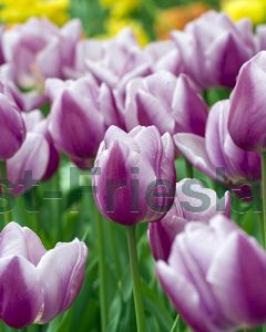 Tulipa Librije 12/+ per 100