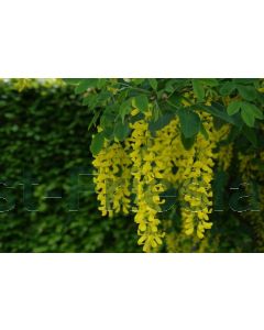 Laburnum anagyroides 75 cm C2