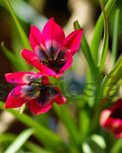 Tulipa Little Beauty 6/+ per 100