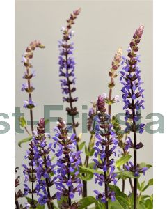 Salvia nem. 'Cara Donna' C1.5