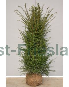 Taxus baccata 150-175cm drkl extra