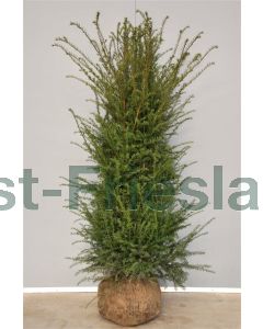 Taxus baccata 150-175 cm kluit extra