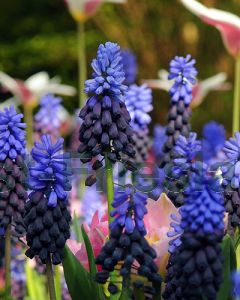 Muscari latifolium 6/+ per 100