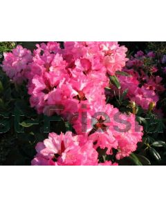 Rhododendron (Y) 'Sneezy' 30-40 cm C5