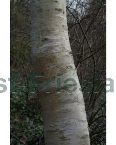 Betula utilis Jacquemontii 200-250 cm C18