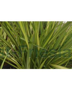 Phormium 'Apricot Queen' 80-100 cm C20