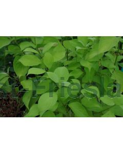 Cornus alba 'Aurea' 40-60 cm kw 1-2 tak