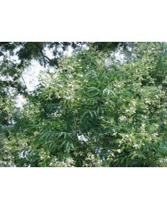 Sophora japonica 14/16 C50